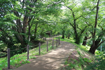公園　桜並木