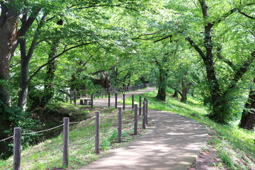 Fototapeta premium 公園 桜並木