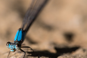 dragonfly on a white background