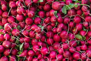 A pile of fresh radishes at a farmers market in Union Square New York City.