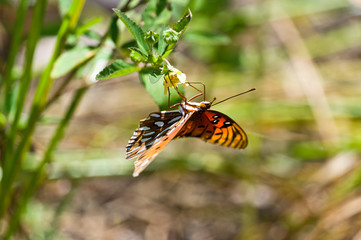 Gulf Fritillary 5