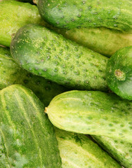 Fresh cucumbers background