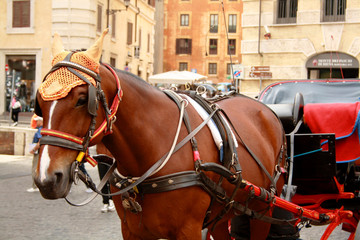 Naklejka na ściany i meble A brown walking horse in the centre of Rome. Sightseeing horse-drawn vehicle. Horse for walks and excursions of tourists.