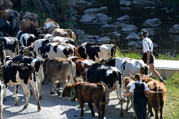 viehscheid im kleinwalsertal