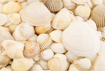 Seashells close up