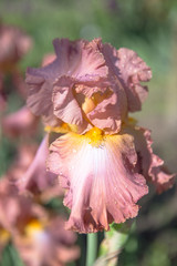 Iris germanica is the name for a species of flowering plants in the family Iridaceae commonly known...