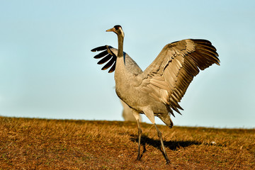 Crane is practising in the morning dancing skills for the daily activities.