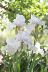 Iris germanica is the name for a species of flowering plants in the family Iridaceae commonly known as the bearded iris or the German bearded iris.