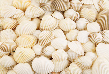 White seashells background