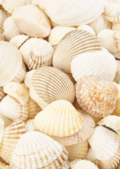 Seashells background