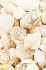 Seashells background