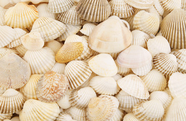 Seashells background