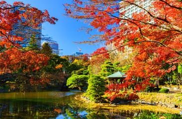 日本の秋・冬のイメージ：師走の青空とモミジの赤色のコントラストが美しい東京都心の紅葉の名所の風景