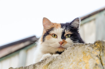 Tricolor cat sitting on the fence.