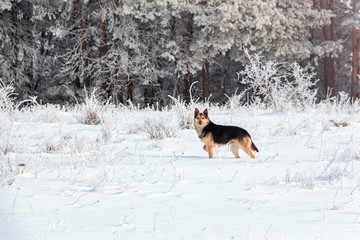 big small dog walks near the forest in winter in the frost on a background of snow and trees