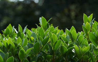 Fresh green leaves of plant