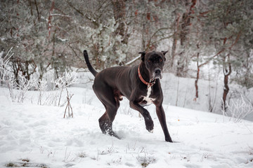 big small dog walks near the forest in winter in the frost on a background of snow and trees