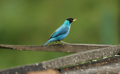 Kappennaschvogel