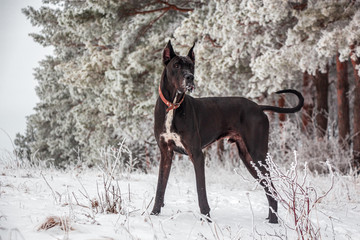 big small dog walks near the forest in winter in the frost on a background of snow and trees