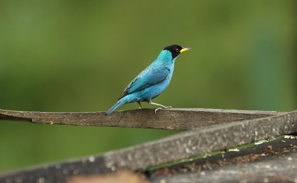Kappennaschvogel