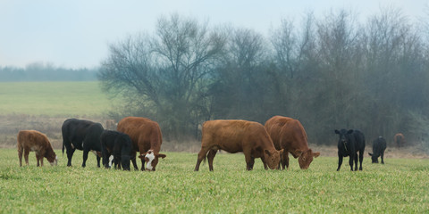 Cows and calves grazing on oat grass in winter