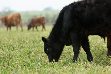 Calf grazing on oats in winter