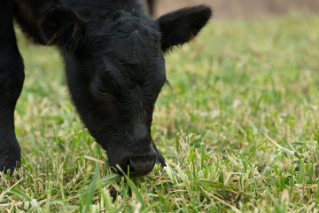 Calf eating oat grass