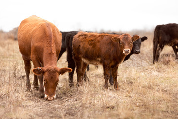 Cow and calves in winter on the cattle ranch