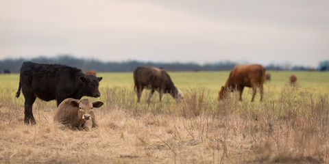 Calves feeding on oat grass and lying in dry winter pasture to rest on the cattle ranch
