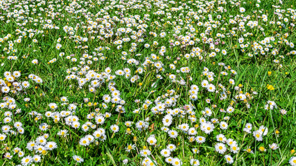 Fototapeta premium Background of green field with white daisies.