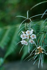 flowers with blurry background negative space