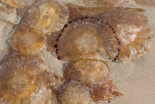 Dead Jelly Fish  at Kunkeshwar  Beach  in Sindhudurga,Maharashtra,India,Asia