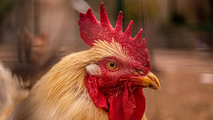 Coq en gros plan dans un enclos