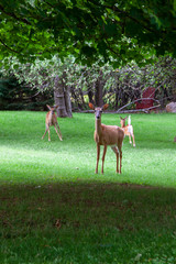 doe stands protectively