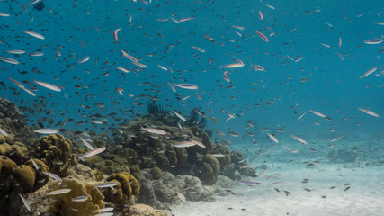 Seascape of coral reef in the Caribbean Sea around Curacao with fish, coral and sponge