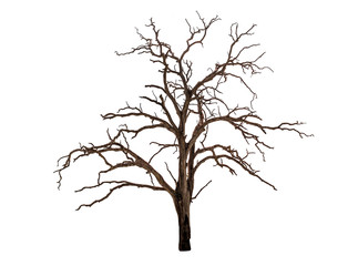dead bare tree on white