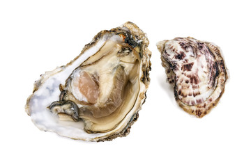 delicious fresh oyster on white
