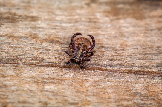 dead mite (acarus)