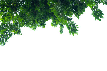 Obraz premium Green leaves on a white background