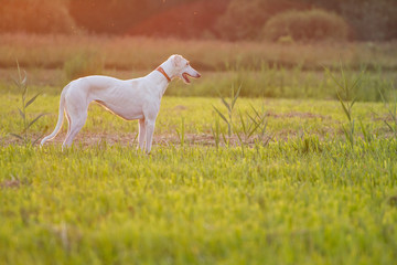 Dog greyhouhd sighthound white pose sunset