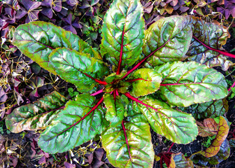 red beet leaves