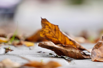 dry yellow leaves lie on the paving slabs under the feet of passers-by. change of seasons, dry and bright autumn in the city. blurring the background