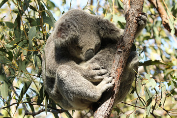 Koala