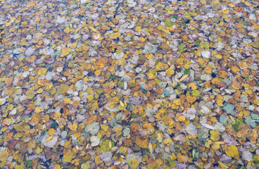The colors of autumn. Yellow foliage in the water.