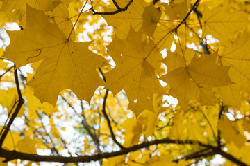Colors of autumn. Yellow maple leaves.