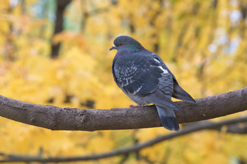 Snippet of autumn. Pigeon sitting on a tree branch in the city park.