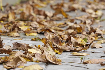 dry yellow leaves lie on the paving slabs under the feet of passers-by. change of seasons, dry and bright autumn in the city.