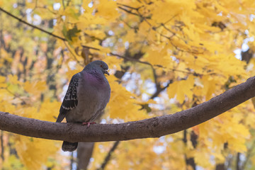 Snippet of autumn. Pigeon sitting on a tree branch in the city park.