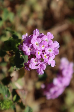 pink flowers in garden