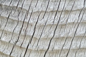 wood texture of natural wood. gray background